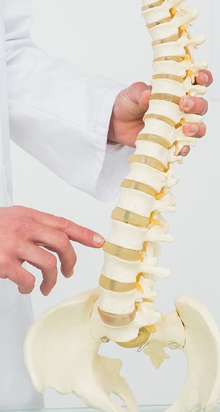 Doctor holding model spine